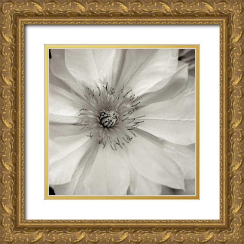 Florison - 32 Gold Ornate Wood Framed Art Print with Double Matting by Blaustein, Alan