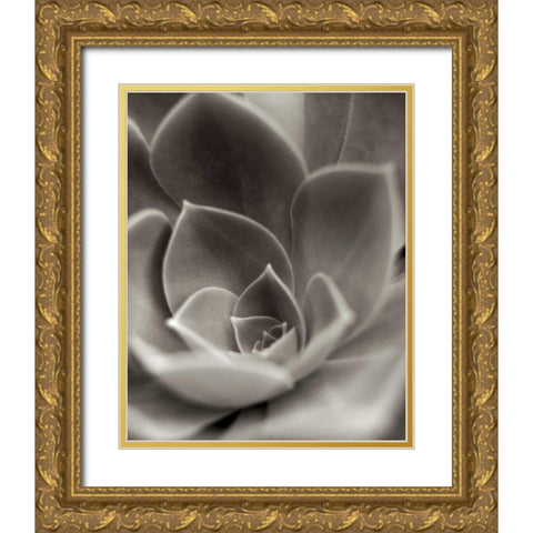 Florison - 25 Gold Ornate Wood Framed Art Print with Double Matting by Blaustein, Alan