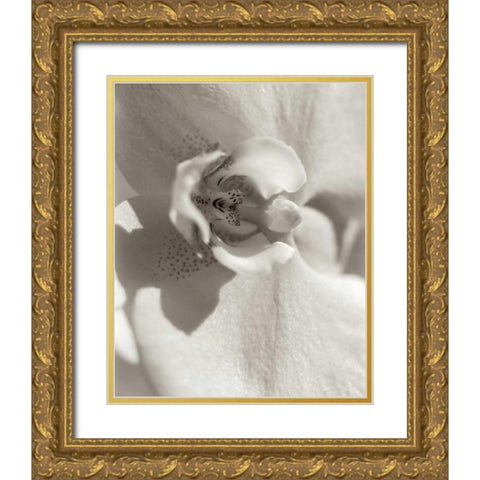 Florison - 8 Gold Ornate Wood Framed Art Print with Double Matting by Blaustein, Alan