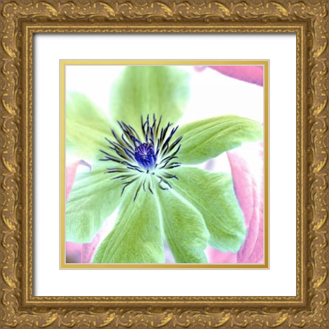 Floral Color- 12 Gold Ornate Wood Framed Art Print with Double Matting by Blaustein, Alan