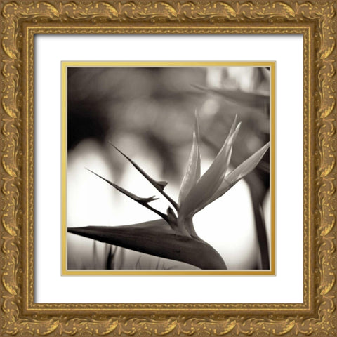 Florison - 29 Gold Ornate Wood Framed Art Print with Double Matting by Blaustein, Alan