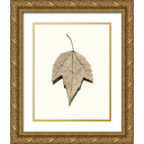 Red Maple Gold Ornate Wood Framed Art Print with Double Matting by Blaustein, Alan