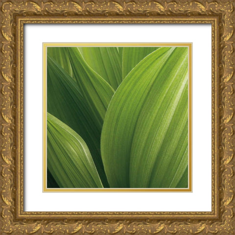 Corn Lily Gold Ornate Wood Framed Art Print with Double Matting by Bell, Jan