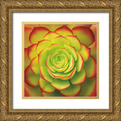 Fiery Succulent Gold Ornate Wood Framed Art Print with Double Matting by Bell, Jan