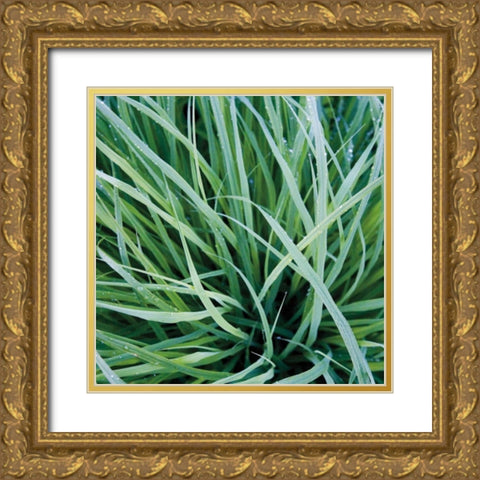 Grass with Morning Dew Gold Ornate Wood Framed Art Print with Double Matting by Bell, Jan