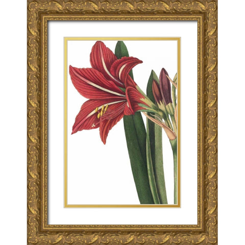 Botanique I no Words Gold Ornate Wood Framed Art Print with Double Matting by Wild Apple Portfolio