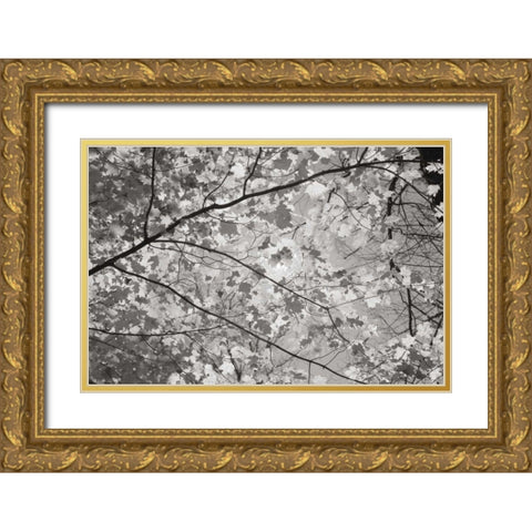 Foliage II Gold Ornate Wood Framed Art Print with Double Matting by Majchrowicz, Alan