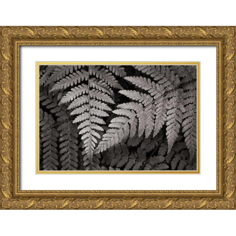 Lady Fern II Gold Ornate Wood Framed Art Print with Double Matting by Audit, Lisa