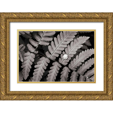 Oak Fern Gold Ornate Wood Framed Art Print with Double Matting by Audit, Lisa