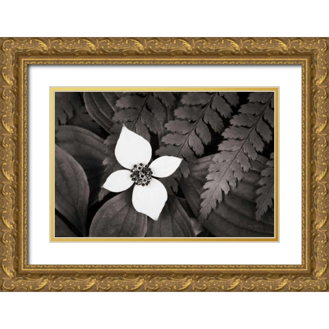Bunchberry and Ferns I BW Gold Ornate Wood Framed Art Print with Double Matting by Audit, Lisa