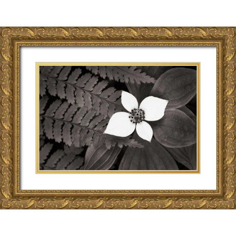 Bunchberry and Ferns II BW Gold Ornate Wood Framed Art Print with Double Matting by Audit, Lisa
