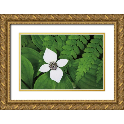 Bunchberry and Ferns I color Gold Ornate Wood Framed Art Print with Double Matting by Audit, Lisa