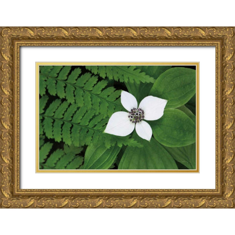 Bunchberry and Ferns II color Gold Ornate Wood Framed Art Print with Double Matting by Audit, Lisa