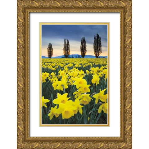 Skagit Valley Daffodils I Gold Ornate Wood Framed Art Print with Double Matting by Audit, Lisa