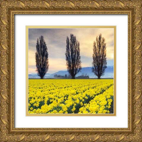 Skagit Valley Daffodils II Gold Ornate Wood Framed Art Print with Double Matting by Audit, Lisa