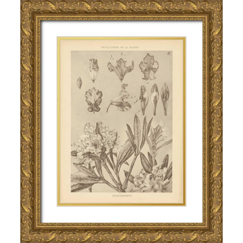 Lithograph Florals IV Gold Ornate Wood Framed Art Print with Double Matting by Wild Apple Portfolio