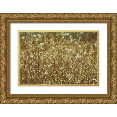 Dew on Grasses Gold Ornate Wood Framed Art Print with Double Matting by Aledanda