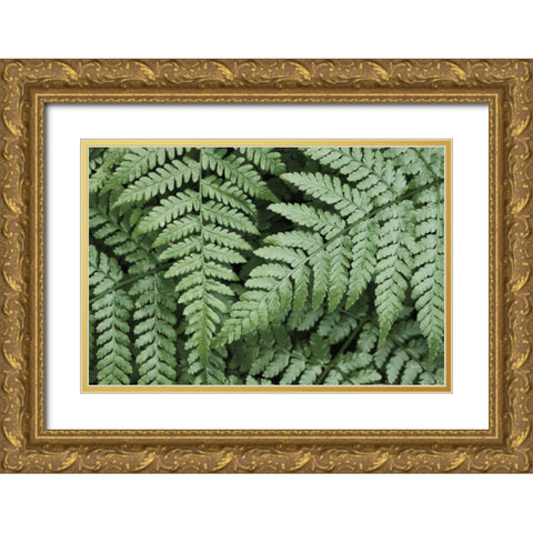 Lady Ferns II Color Gold Ornate Wood Framed Art Print with Double Matting by Majchrowicz, Alan