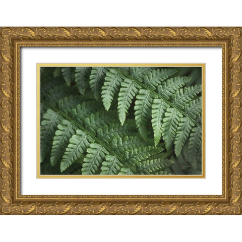Lady Ferns III Color Gold Ornate Wood Framed Art Print with Double Matting by Majchrowicz, Alan