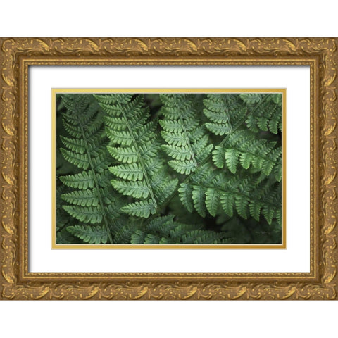Lady Ferns IV Color Gold Ornate Wood Framed Art Print with Double Matting by Majchrowicz, Alan