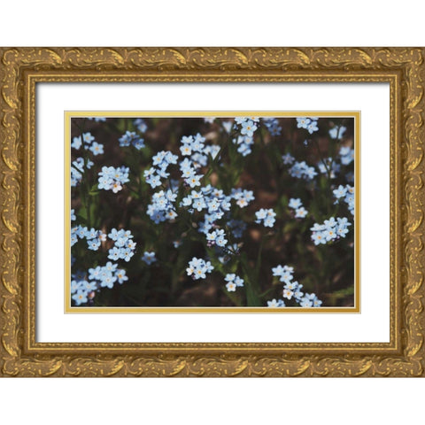 Forget Me Nots I Gold Ornate Wood Framed Art Print with Double Matting by Marshall, Laura
