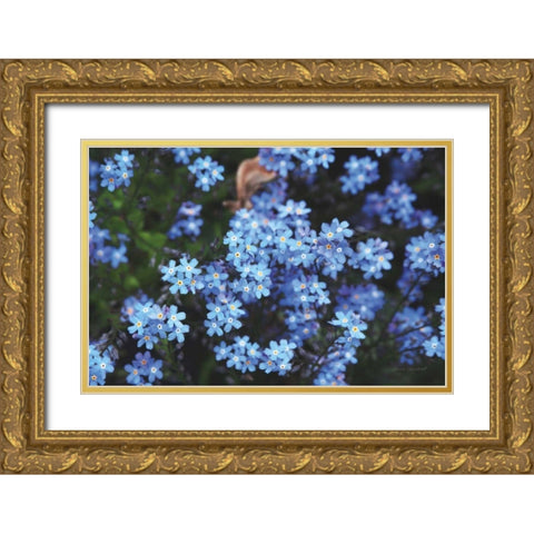 Forget Me Nots III Gold Ornate Wood Framed Art Print with Double Matting by Marshall, Laura
