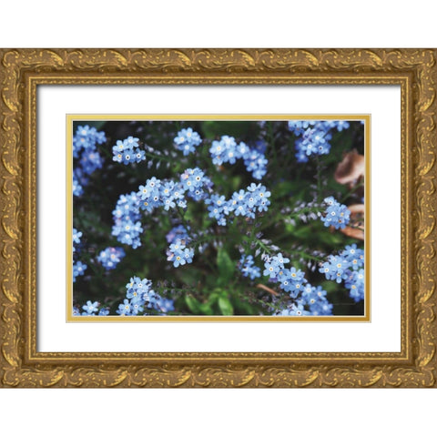 Forget Me Nots IV Gold Ornate Wood Framed Art Print with Double Matting by Marshall, Laura