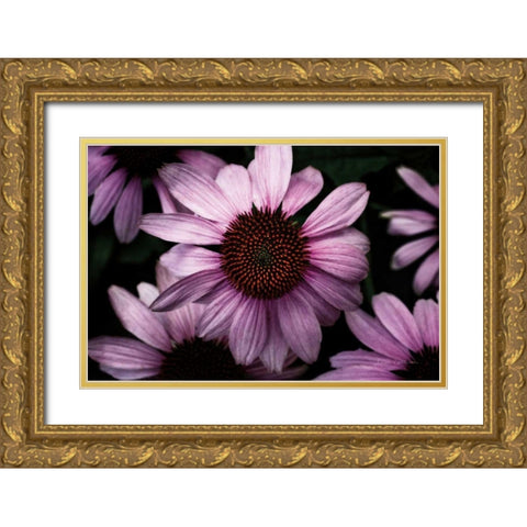 Echinacea Gold Ornate Wood Framed Art Print with Double Matting by Catterall, Elise