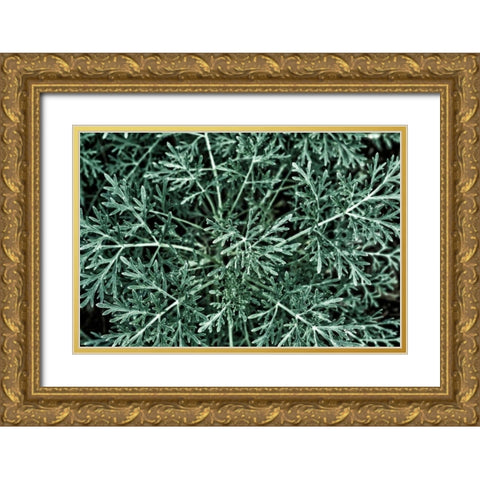 Greenery Closeup Gold Ornate Wood Framed Art Print with Double Matting by Catterall, Elise