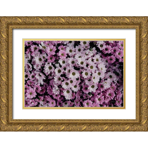 Pale Daisies Gold Ornate Wood Framed Art Print with Double Matting by Catterall, Elise