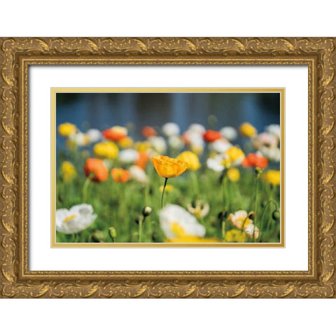 Poppy Field Gold Ornate Wood Framed Art Print with Double Matting by Catterall, Elise