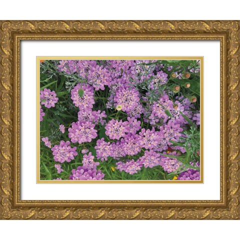 Purple Spring Gold Ornate Wood Framed Art Print with Double Matting by Goldstein, Ed