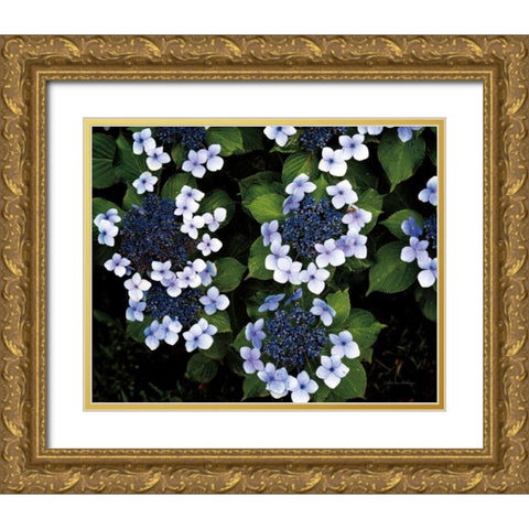 Hydrangeas Opening Gold Ornate Wood Framed Art Print with Double Matting by Van Swearingen, Debra