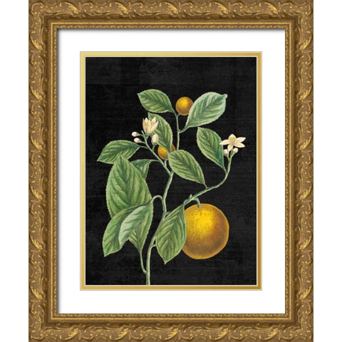 Classic Citrus VI Black No Words Gold Ornate Wood Framed Art Print with Double Matting by Schlabach, Sue