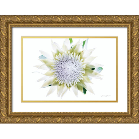 Protea Center I Gold Ornate Wood Framed Art Print with Double Matting by Catterall, Elise