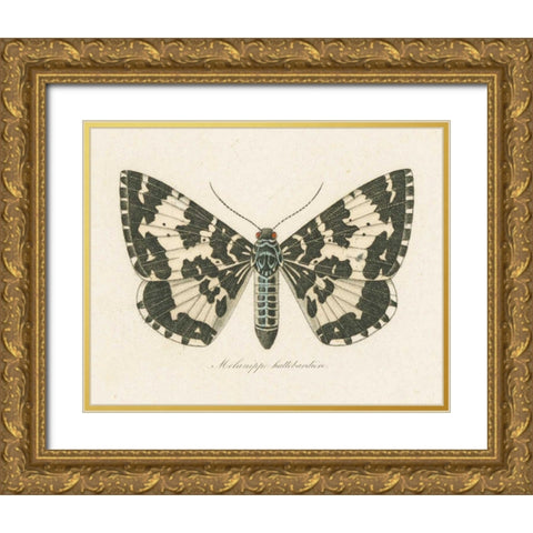 Natures Butterfly II Gold Ornate Wood Framed Art Print with Double Matting by Wild Apple Portfolio