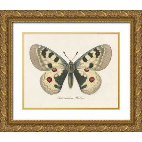 Natures Butterfly III Gold Ornate Wood Framed Art Print with Double Matting by Wild Apple Portfolio
