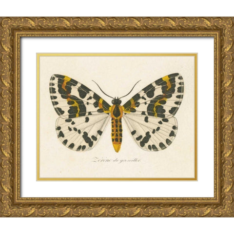 Natures Butterfly IV Gold Ornate Wood Framed Art Print with Double Matting by Wild Apple Portfolio