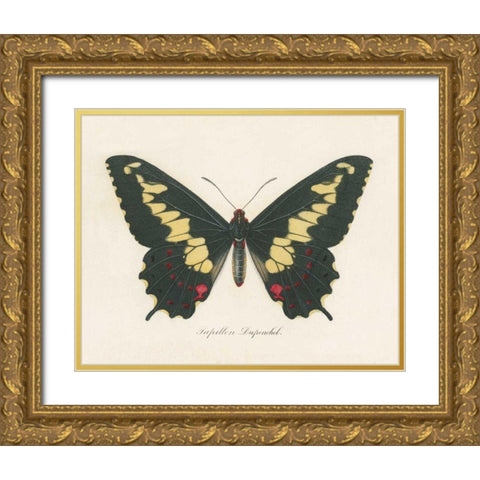 Natures Butterfly VI Gold Ornate Wood Framed Art Print with Double Matting by Wild Apple Portfolio