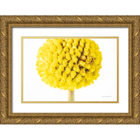 Craspedia IV Gold Ornate Wood Framed Art Print with Double Matting by Catterall, Elise