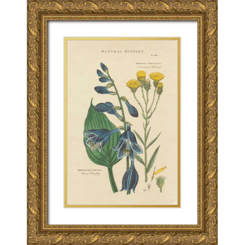Botanical Print I Gold Ornate Wood Framed Art Print with Double Matting by Wild Apple Portfolio