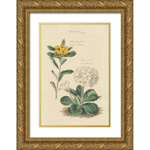 Botanical Print II Gold Ornate Wood Framed Art Print with Double Matting by Wild Apple Portfolio