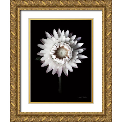 Dramatic Dahlia Gold Ornate Wood Framed Art Print with Double Matting by Catterall, Elise