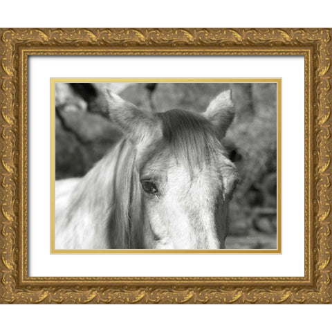 A Horse Called Snow Gold Ornate Wood Framed Art Print with Double Matting by Goldstein, Ed