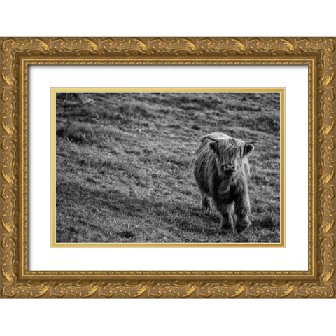 Highland Cow Calf in the Wind Gold Ornate Wood Framed Art Print with Double Matting by Larson, Nathan