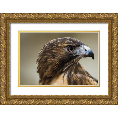 Red Tailed Hawk Profile Gold Ornate Wood Framed Art Print with Double Matting by Larson, Nathan