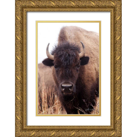 American Bison IV Gold Ornate Wood Framed Art Print with Double Matting by Van Swearingen, Debra