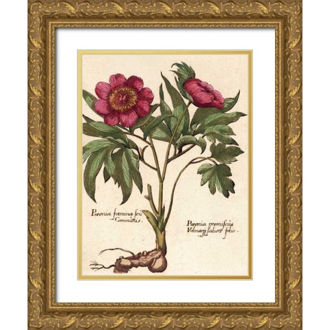 Giant Peony I Gold Ornate Wood Framed Art Print with Double Matting by Van Houtte, Ludwig