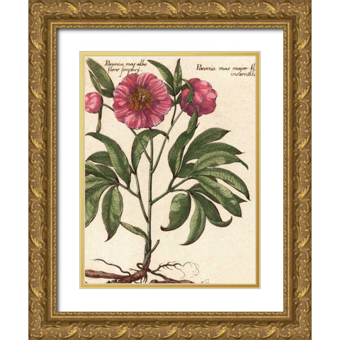 Giant Peony II Gold Ornate Wood Framed Art Print with Double Matting by Van Houtte, Ludwig