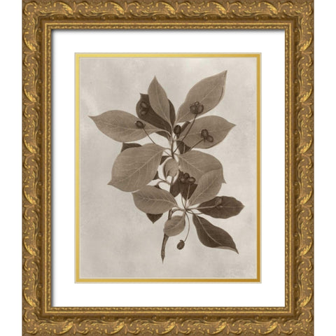 Arbor Specimen I Gold Ornate Wood Framed Art Print with Double Matting by Vision Studio